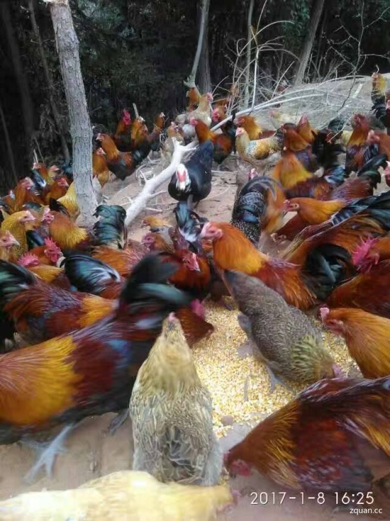 散养土鸡