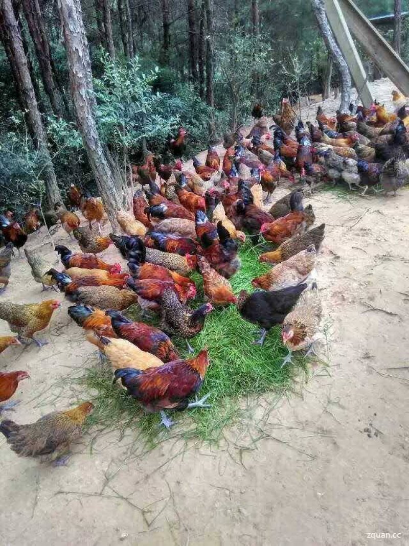 散养土鸡