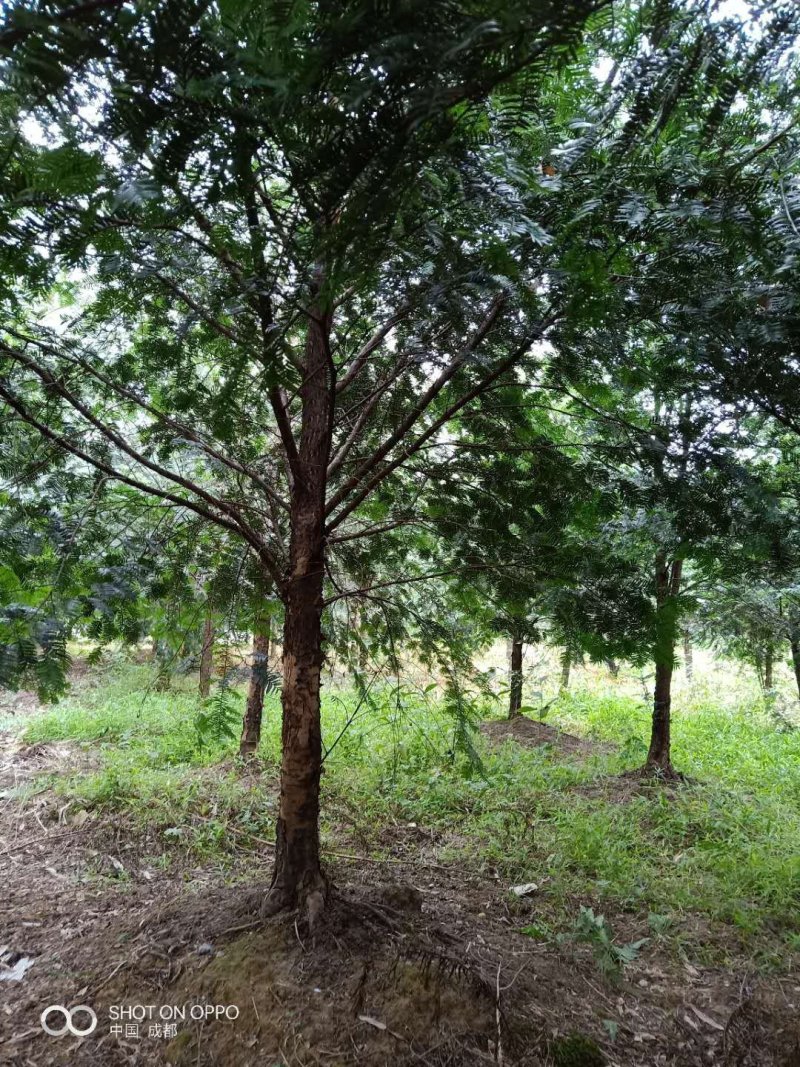 出售各规格精品红豆杉3至15公分