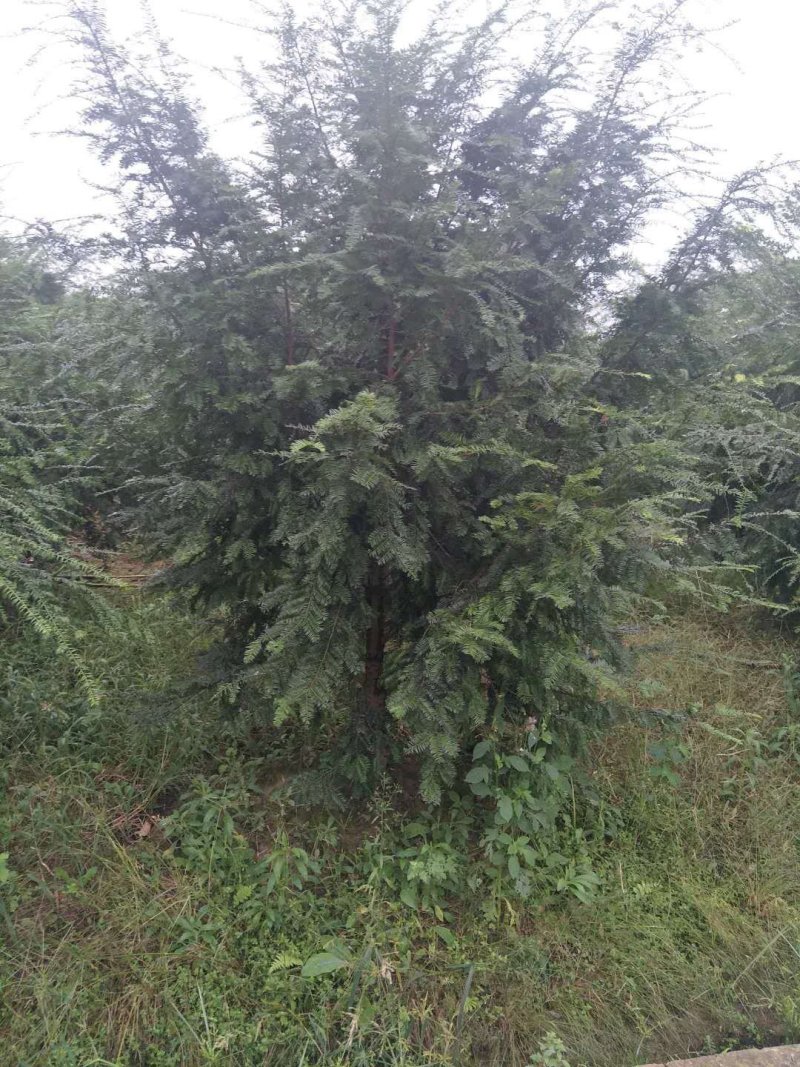 出售各规格精品红豆杉3至15公分