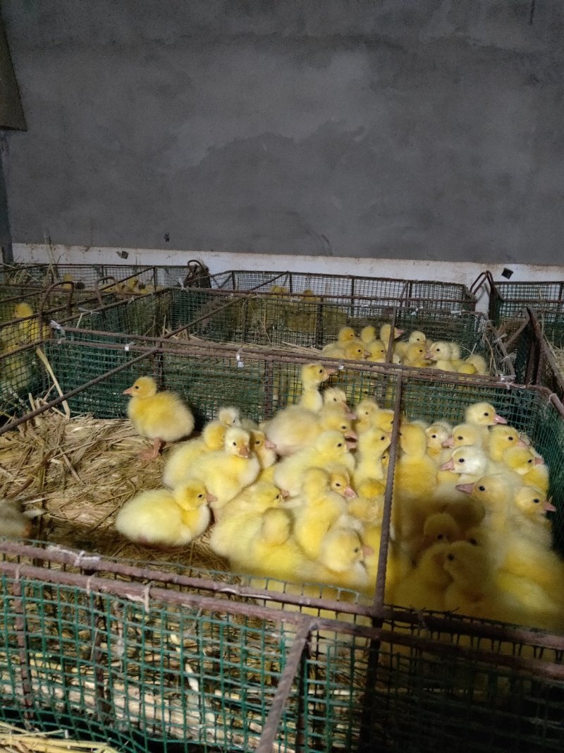 大品种鹅苗长期供应诚信经营保证质量到期回收【年底大促】