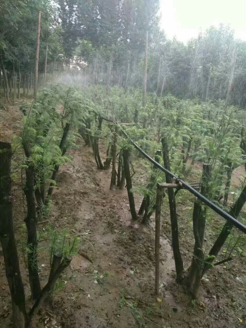 三尖杉熟桩基地直销，价低