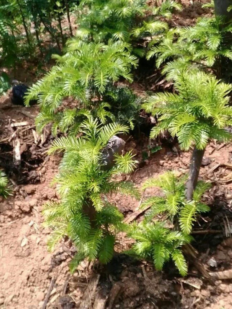 三尖杉熟桩基地直销，价低