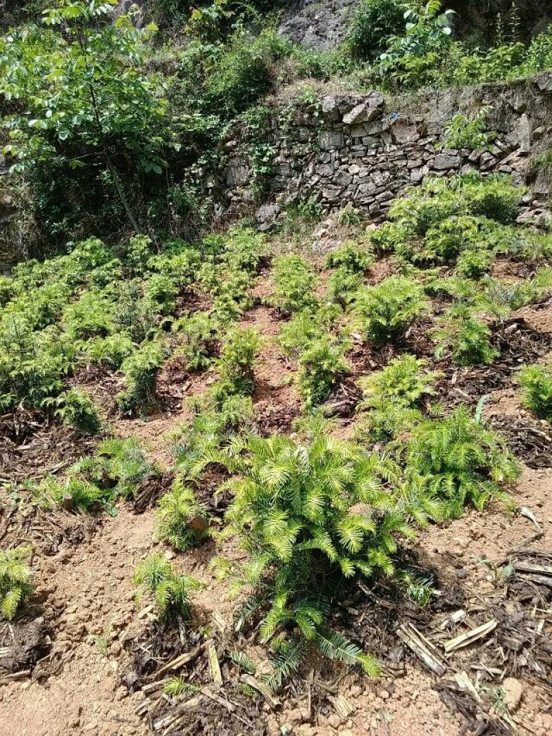 三尖杉熟桩基地直销，价低