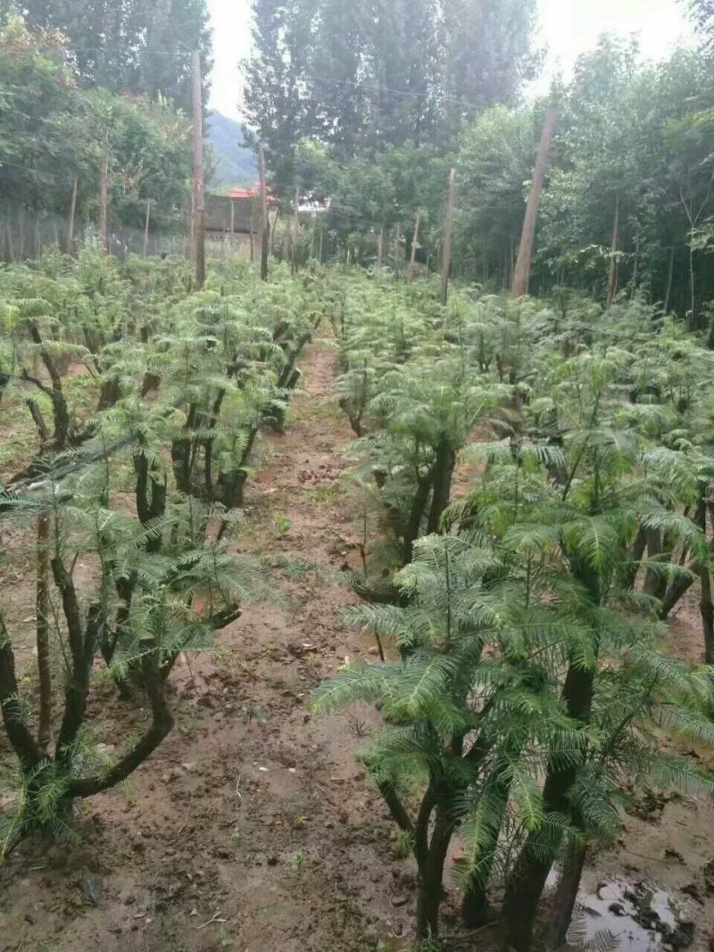 三尖杉熟桩基地直销，价低