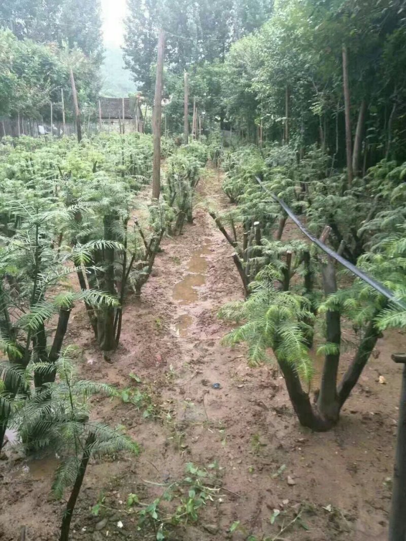 三尖杉熟桩基地直销，价低