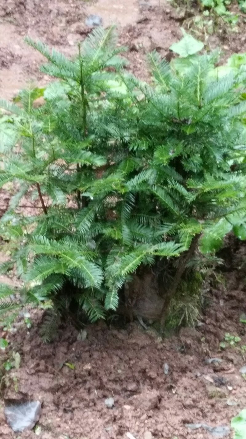三尖杉熟桩基地直销，价低