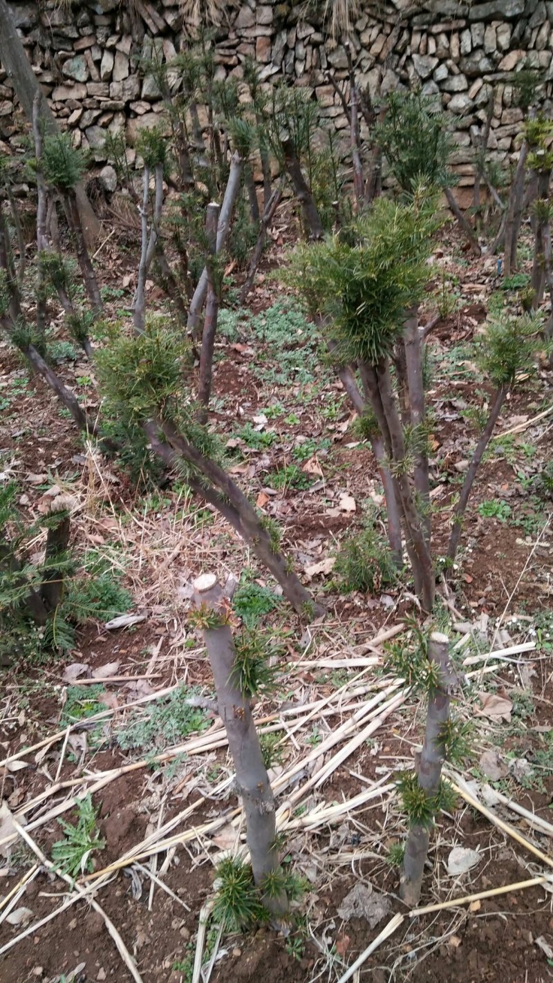 三尖杉熟桩基地直销，价低