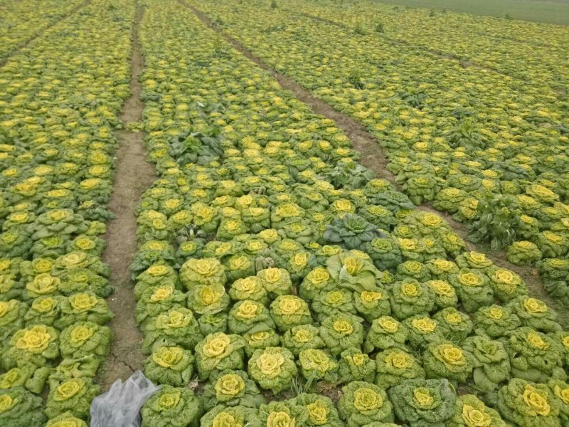 黄心菜精品矮帮小颗，黄心乌菜大量上市，基地直供，
