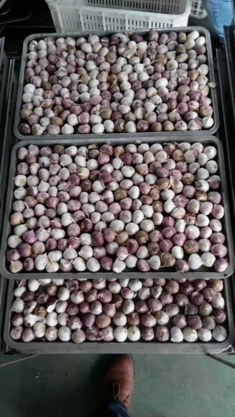 黑蒜，独头黑蒜，多瓣黑蒜，山东金乡黑蒜