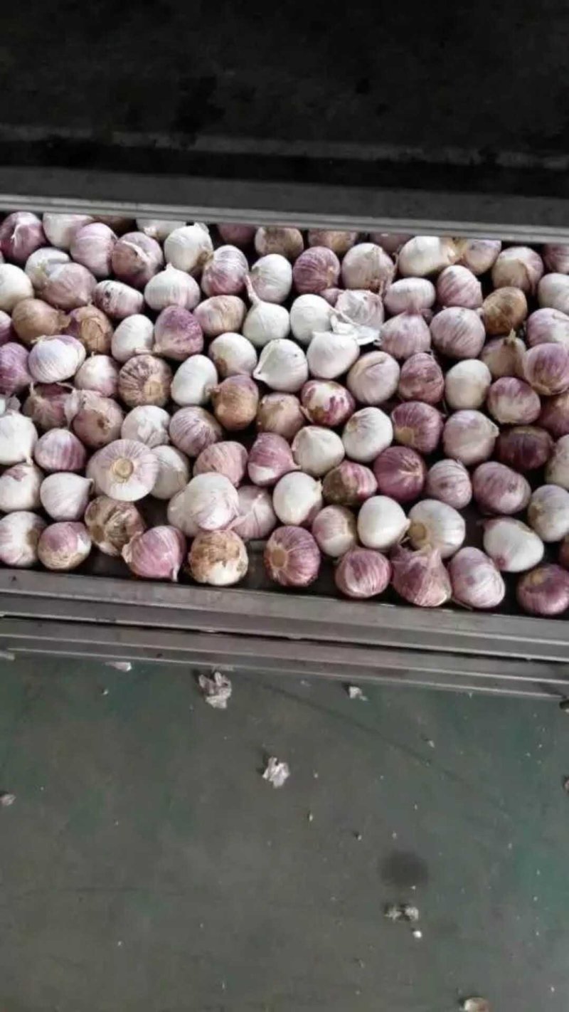 黑蒜，独头黑蒜，多瓣黑蒜，山东金乡黑蒜