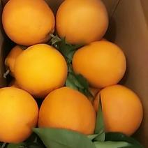 正宗奉节脐橙获得地理商标