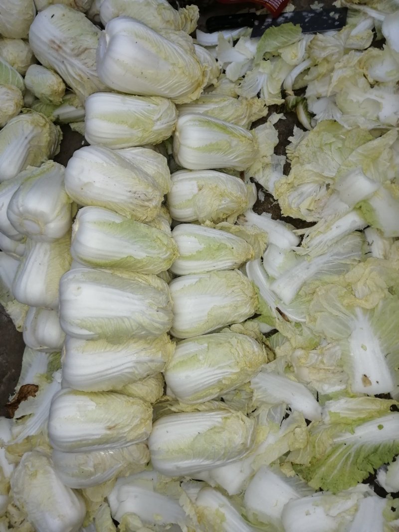 包菜娃娃菜