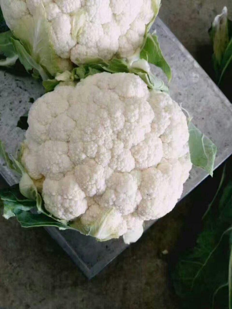 包菜娃娃菜