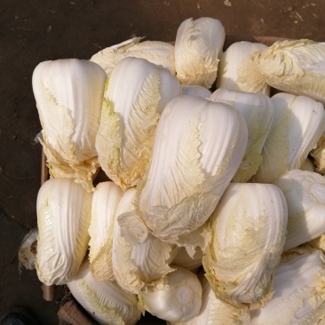 包菜娃娃菜