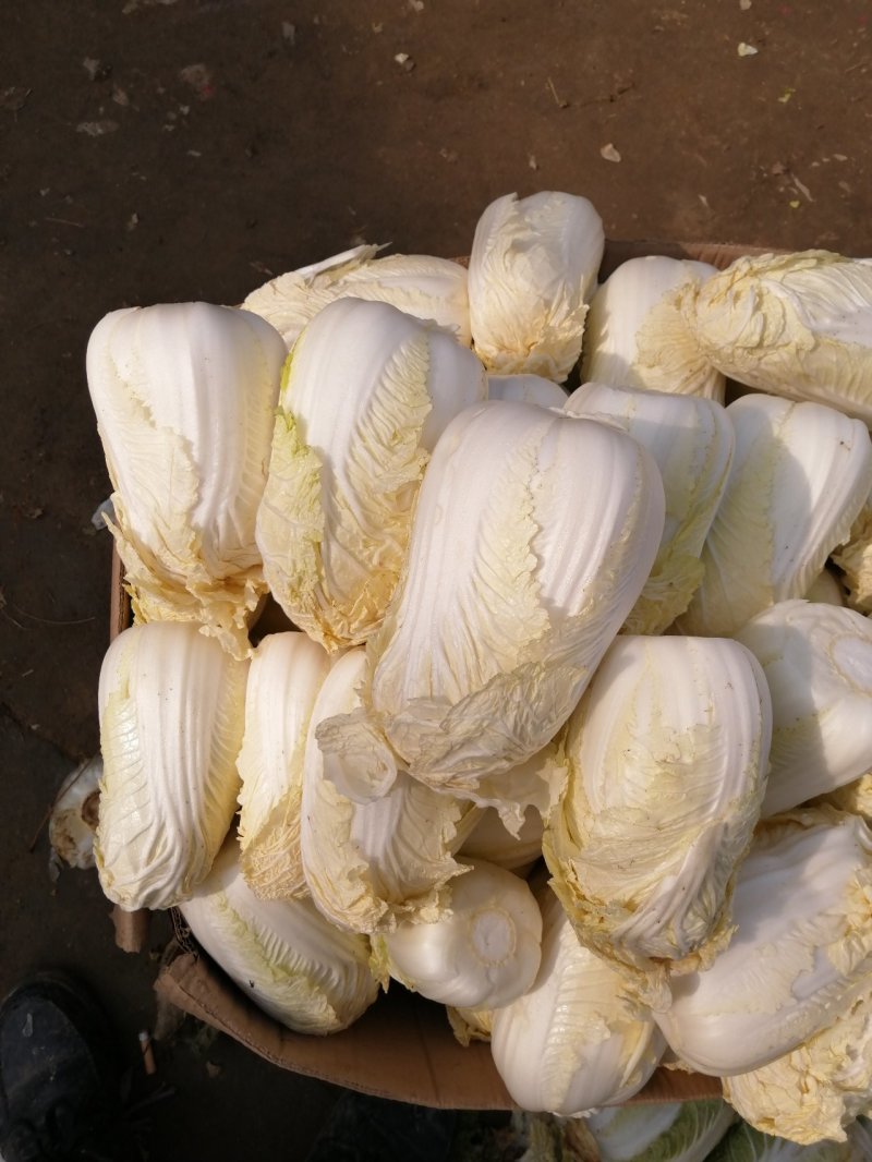 包菜娃娃菜