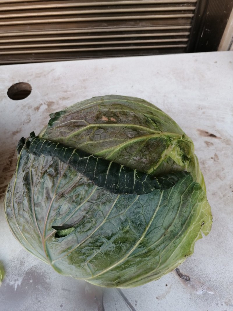 包菜娃娃菜