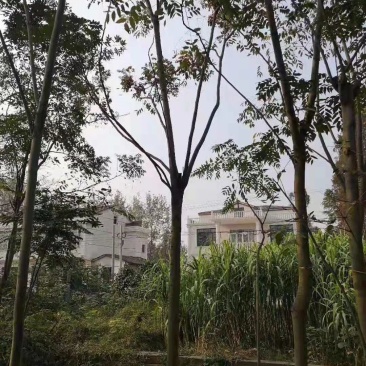栾树