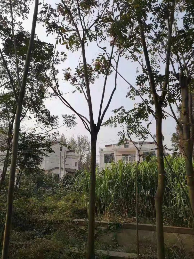 栾树