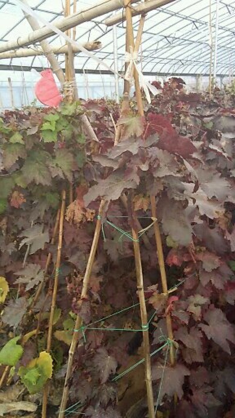 供应甜蜜蓝宝石葡萄苗