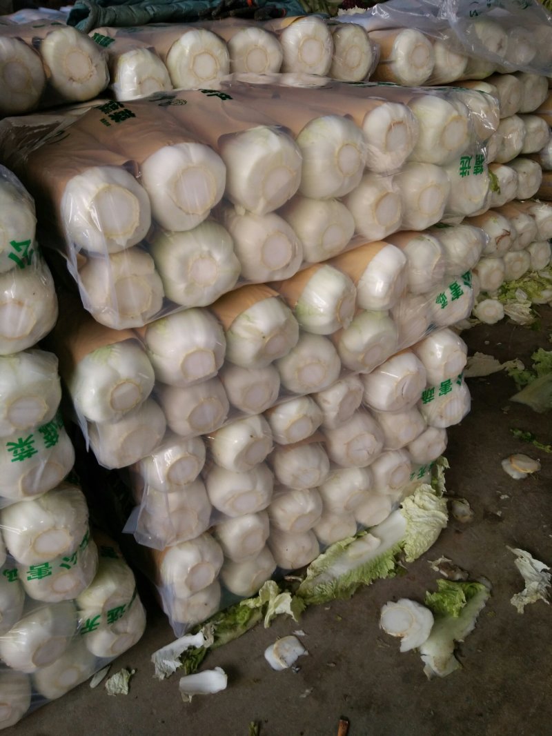 北京三号大白菜大量供应