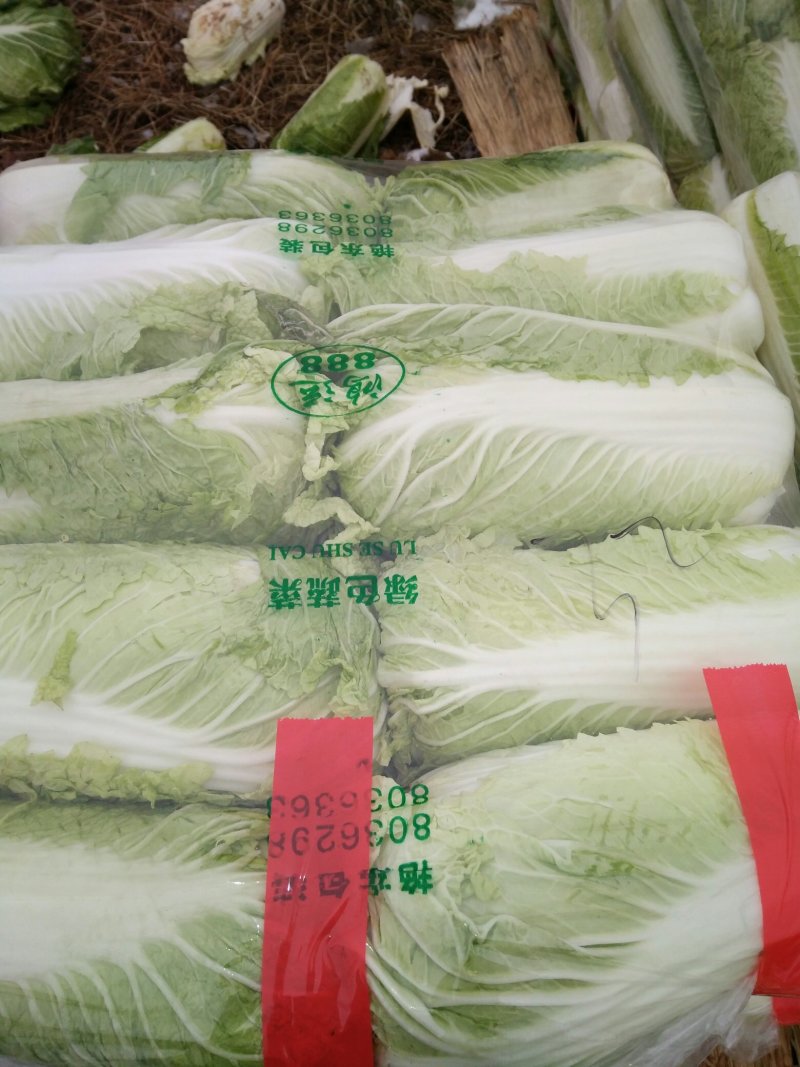 北京三号大白菜大量供应