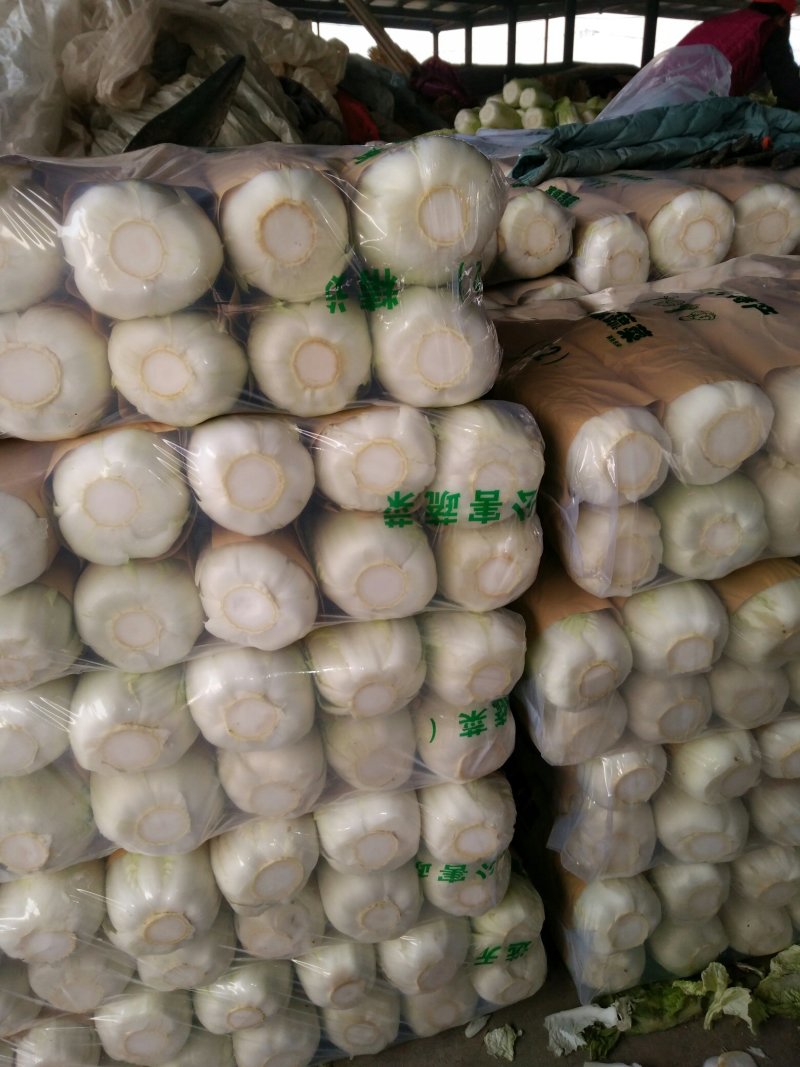 北京三号大白菜大量供应