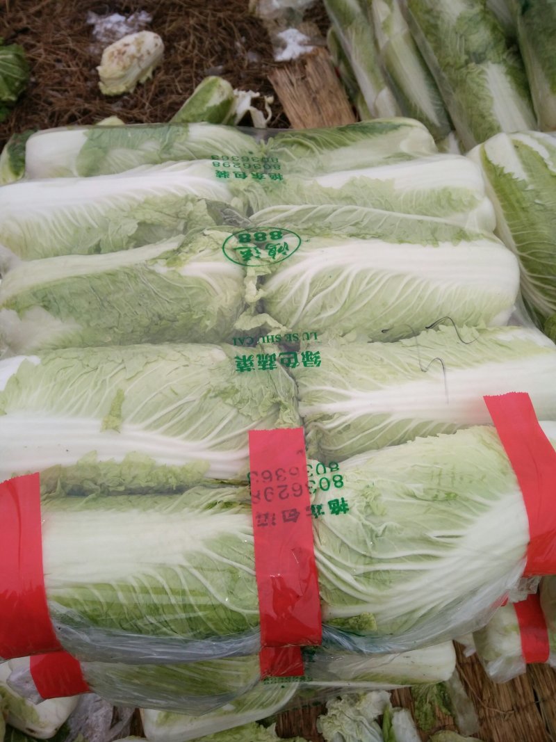 北京三号大白菜大量供应