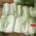 北京三号大白菜大量供应