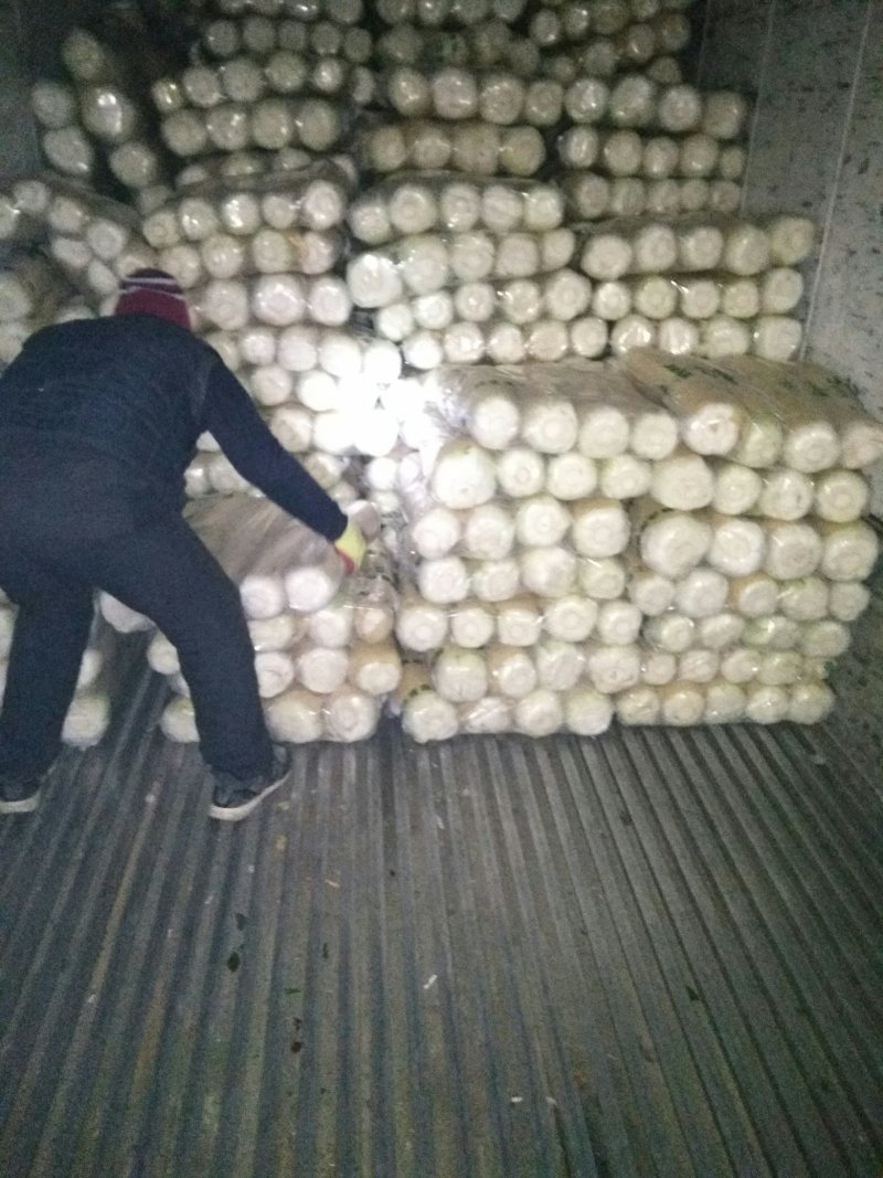 北京三号大白菜大量供应