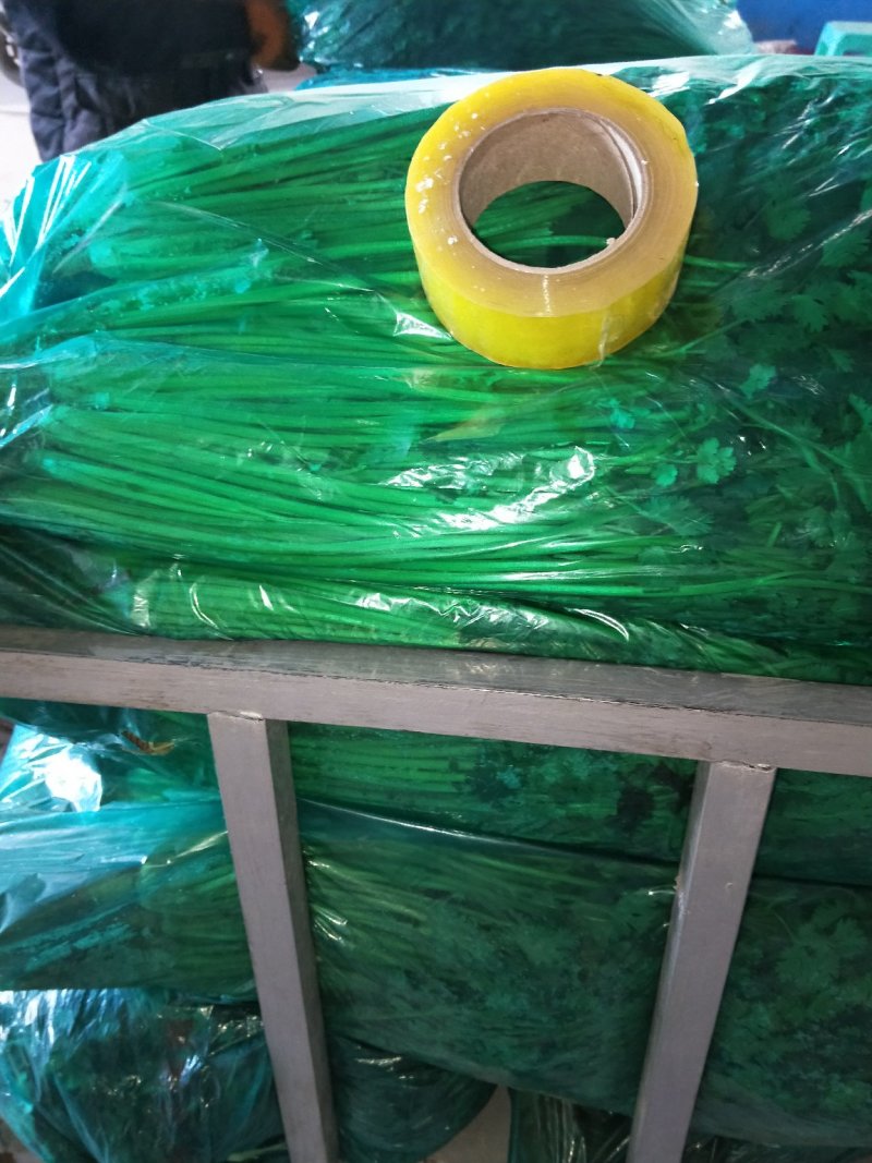 50公分香菜