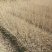 乌桕小苗0.8-1公分