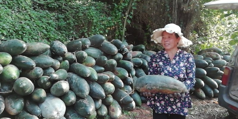 黄豆