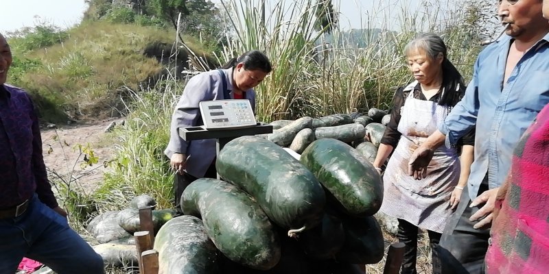 黄豆