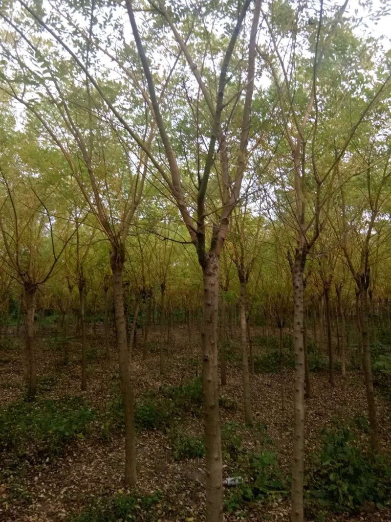 黄金槐