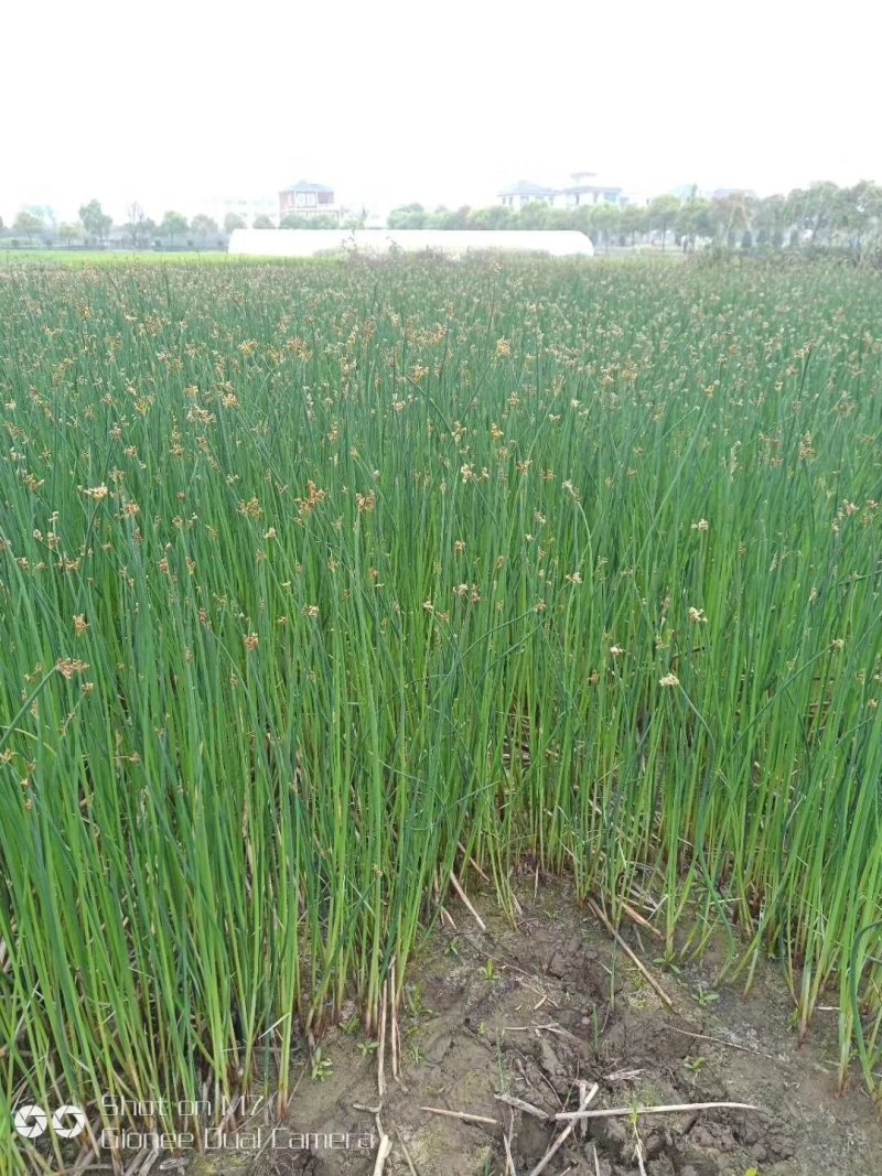 水葱水生植物观赏草基地直销