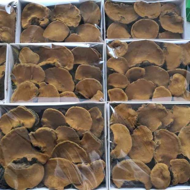 【包邮】桑黄北朝鲜野生特级桑黄灵芝桑树桑黄