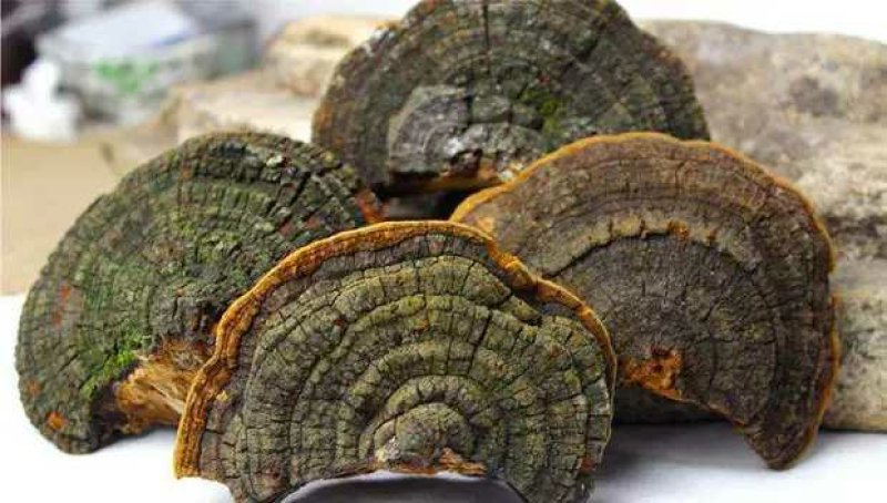 【包邮】桑黄北朝鲜野生特级桑黄灵芝桑树桑黄