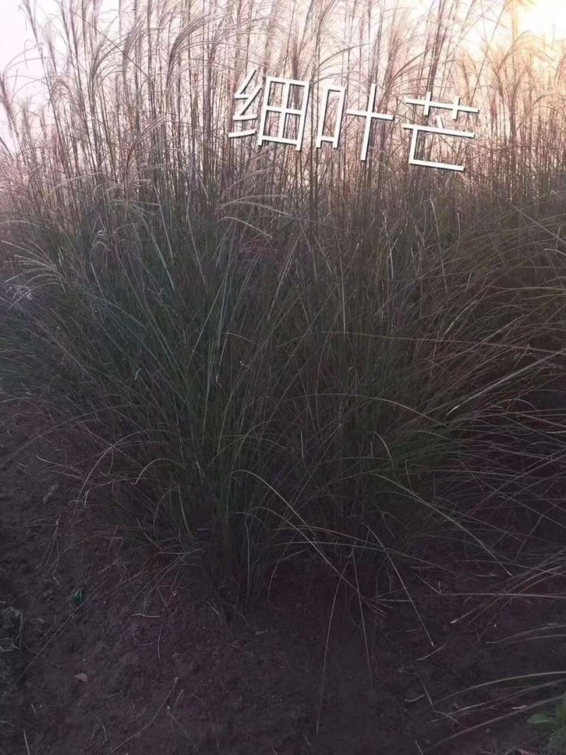 常绿水生鸢尾德国鸢尾水生植物观赏草基地直销