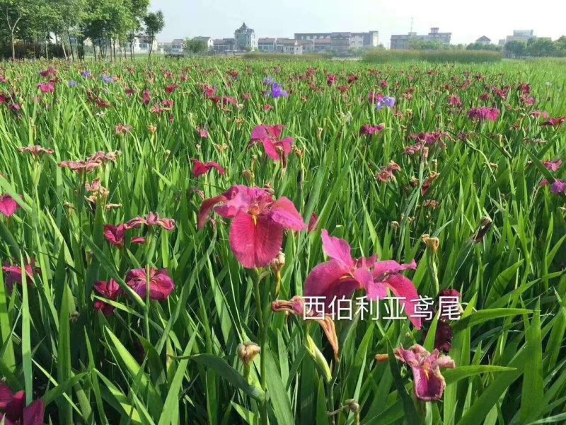 常绿水生鸢尾德国鸢尾水生植物观赏草基地直销