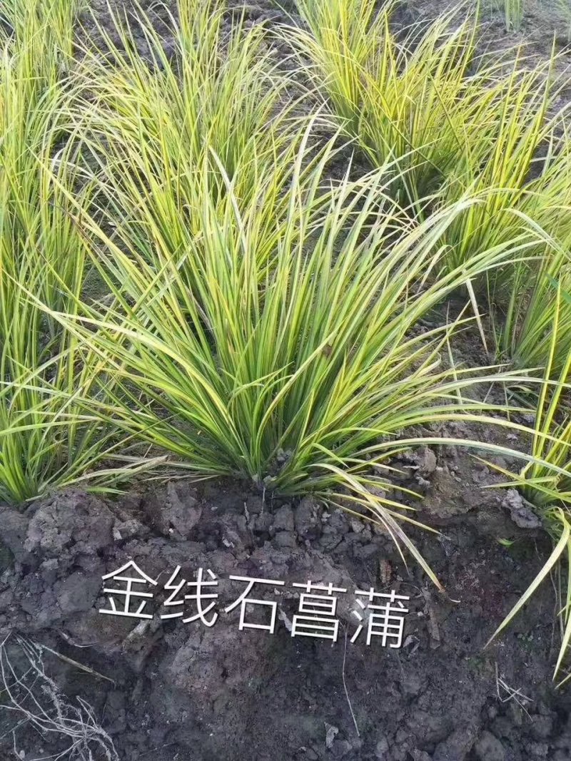 小兔子狼尾草小布尼狼尾草