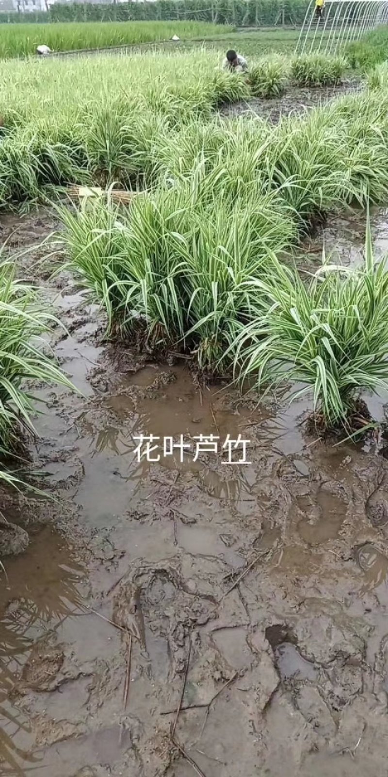 小兔子狼尾草小布尼狼尾草