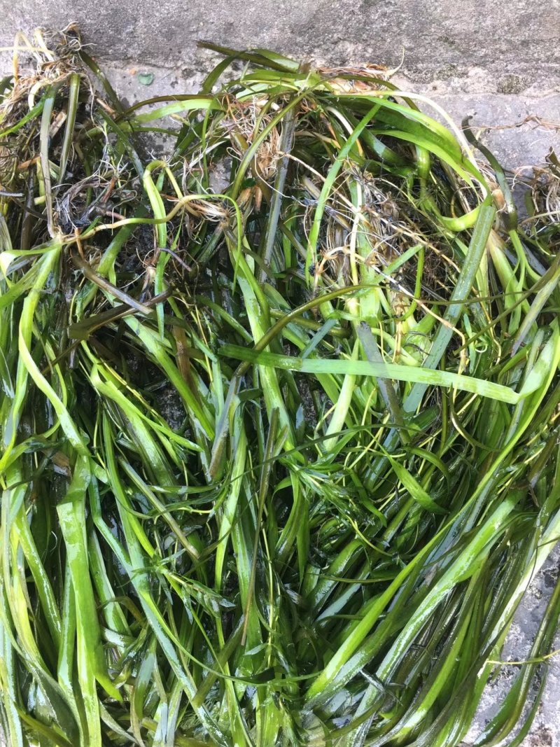 小兔子狼尾草小布尼狼尾草