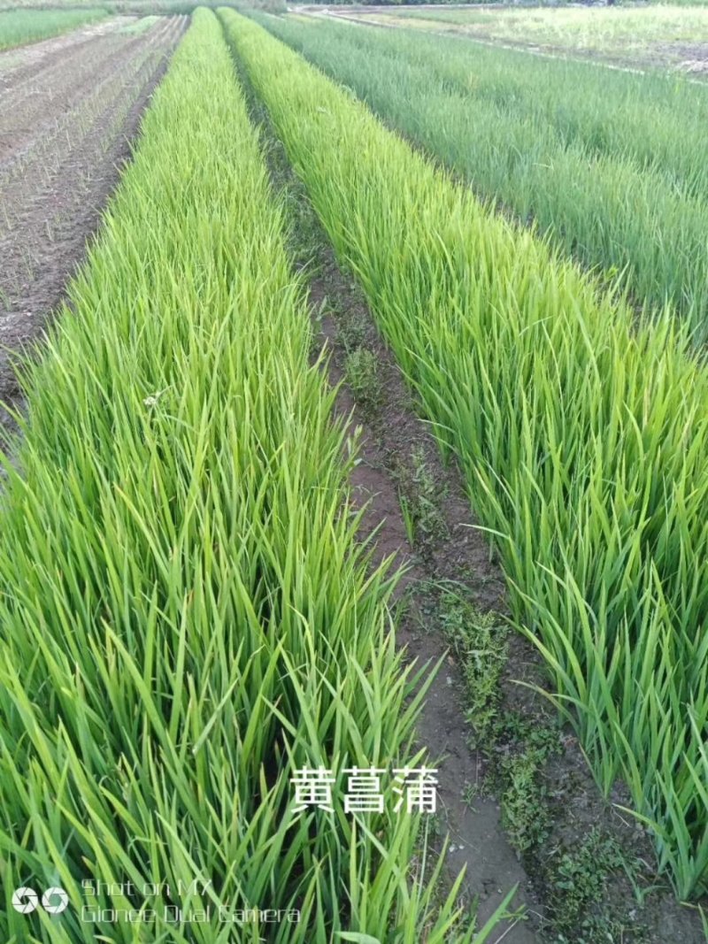 小兔子狼尾草小布尼狼尾草