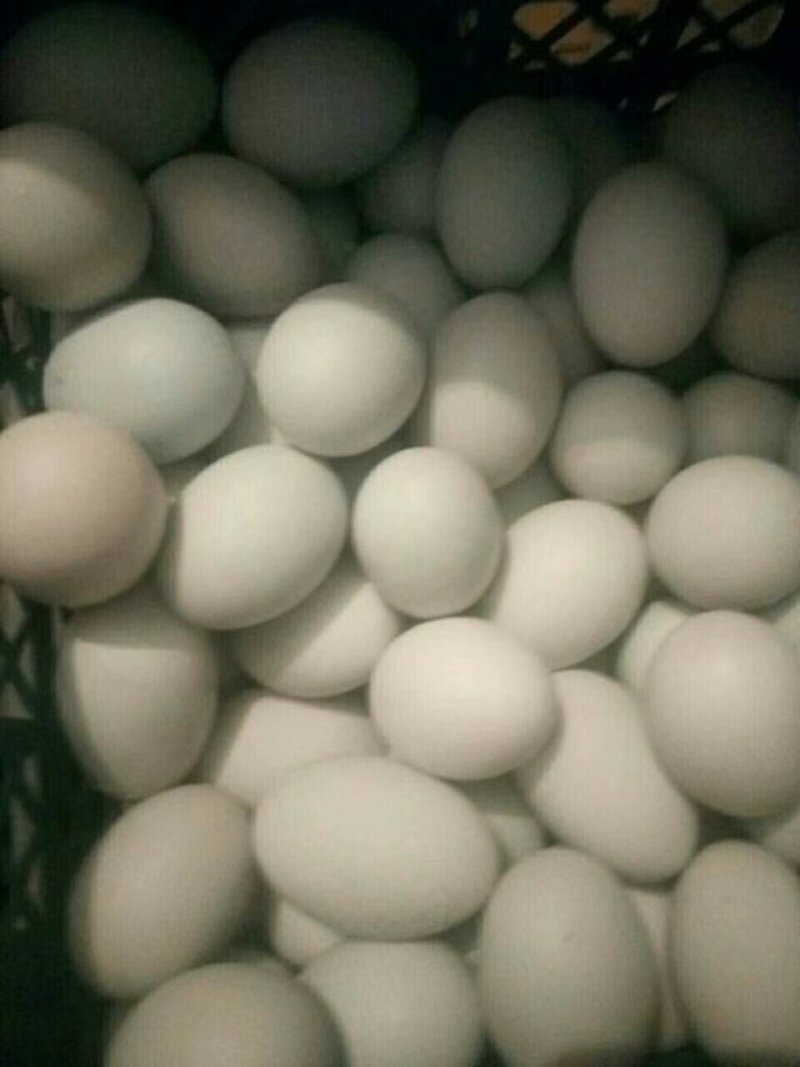 雄安新区白洋淀特产鸭蛋松花蛋