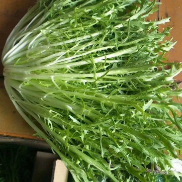 精品苦菊，大量上市中。