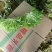 精品苦菊，大量上市中。