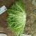 精品苦菊，大量上市中。