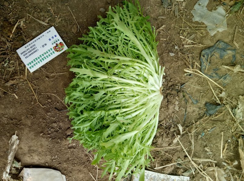 精品苦菊，大量上市中。