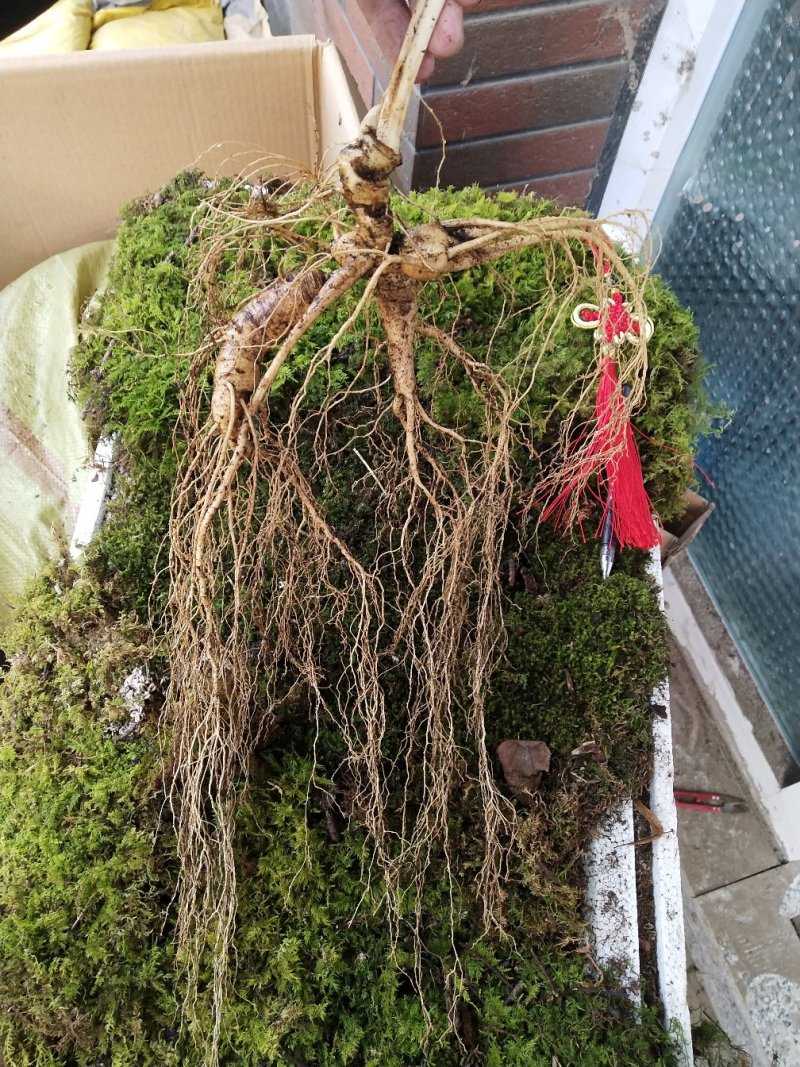 长白山老山参